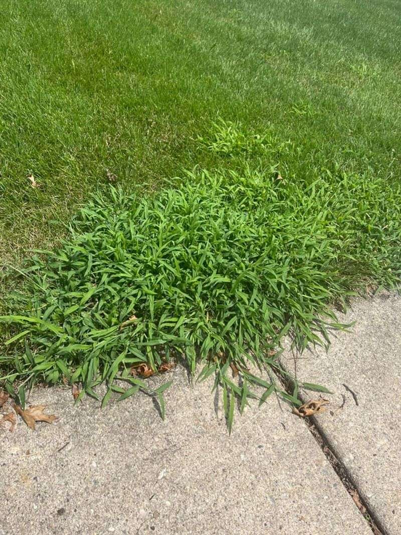 Short Grass Lets Sunlight Reach Crabgrass Seeds