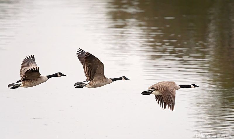 Shorter Days Help Set Seasonal Timing