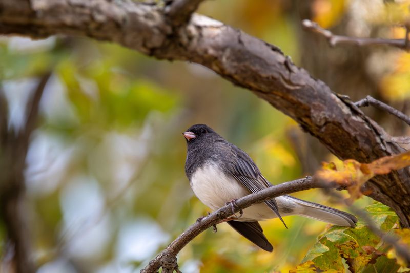 Shorter Days Help Trigger Their Seasonal Movement Shorter Days Help Trigger Their Seasonal Movement