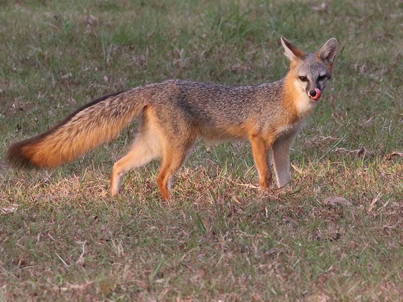 Shorter Days Mean Longer Hunting Hours Shorter Days Mean Longer Hunting Hours