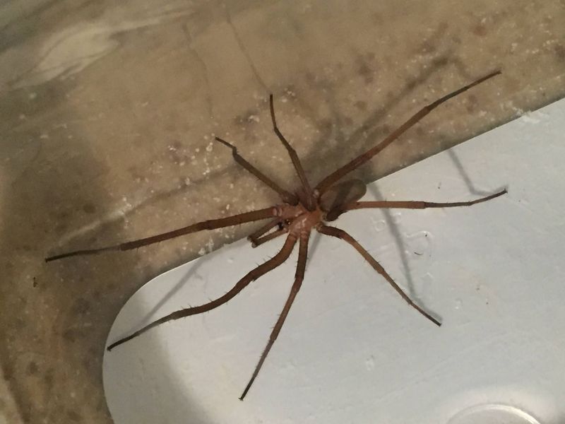 Should You Remove A Southern House Spider? Should You Remove A Southern House Spider?