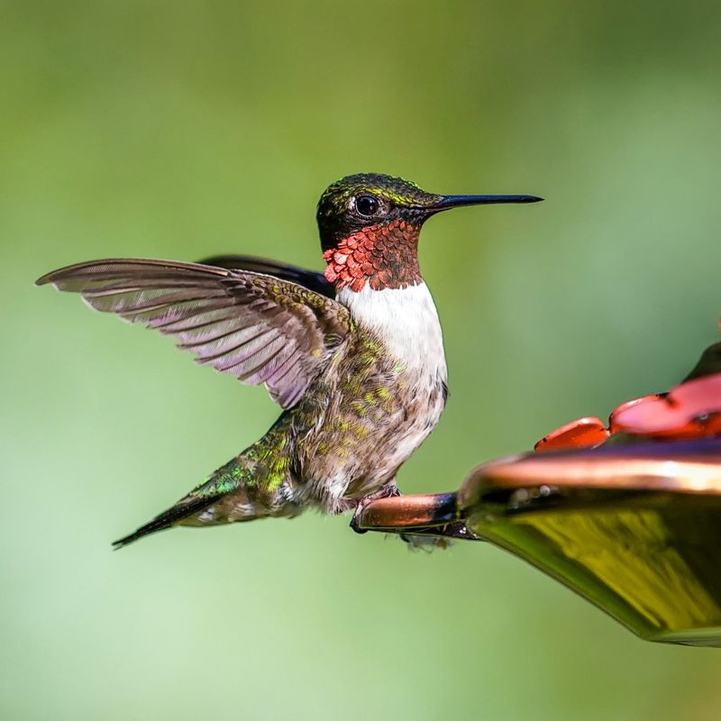 Showing Off For Potential Mates Showing Off For Potential Mates