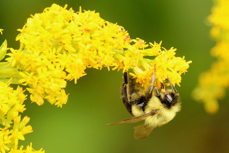 Showy Goldenrod Serves A Golden Feast For Busy Bees