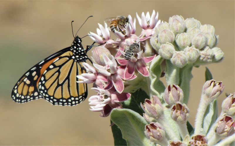 Showy Milkweed Showy Milkweed