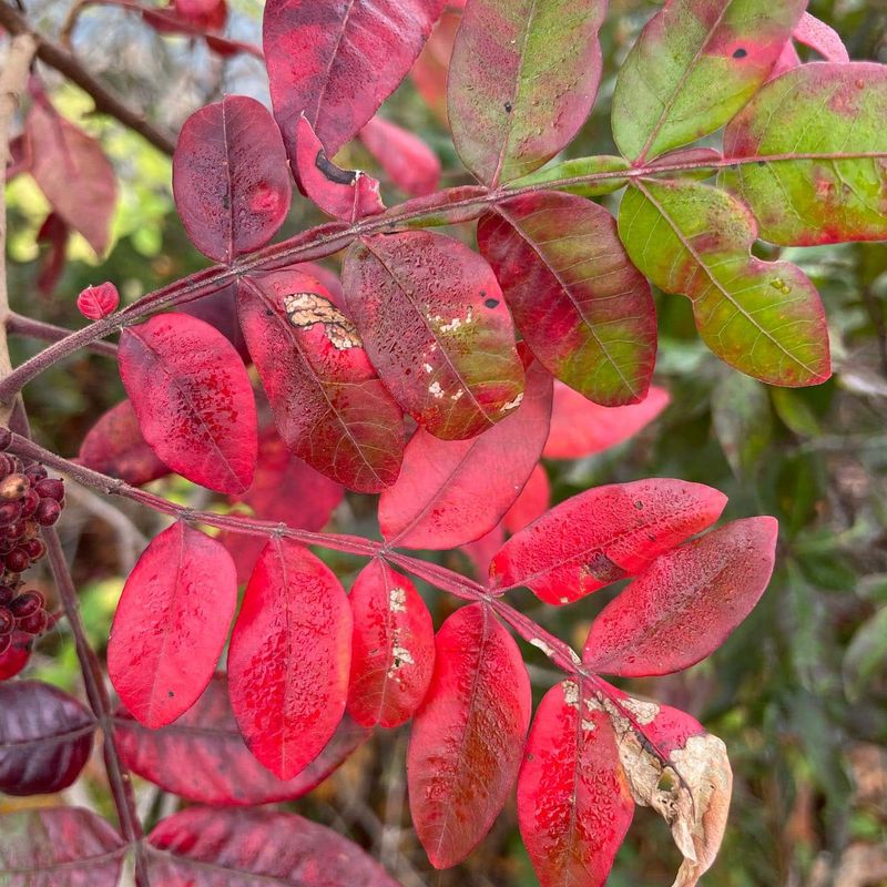 Showy Red Fruit Keeps The Color Going Even Longer