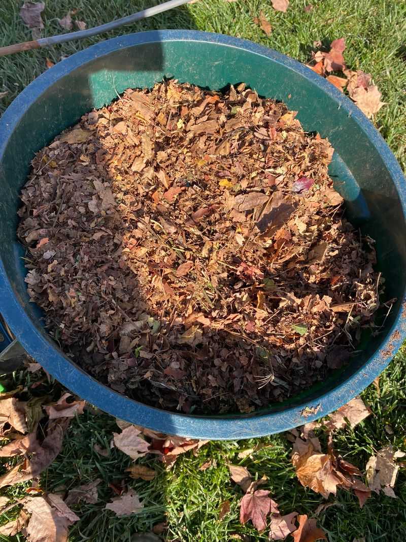 Shred Fall Leaves Before Adding Them