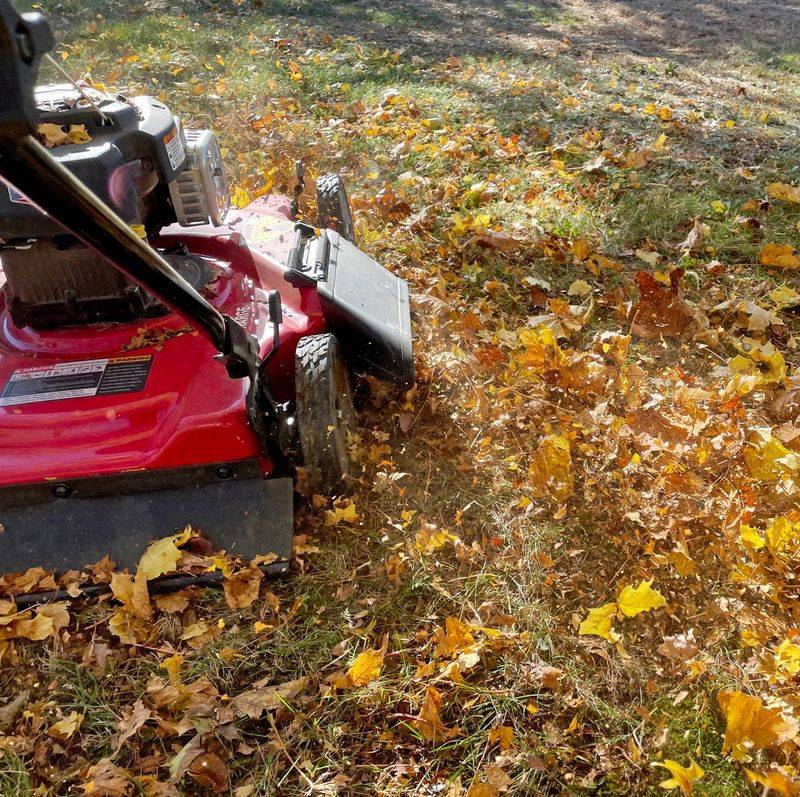 Shred Leaves Before Using Them In Most Beds