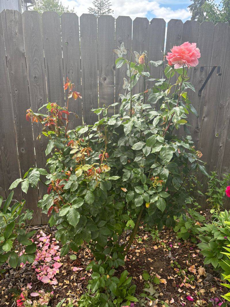 Shrub Roses Need Less Fuss In September Shrub Roses Need Less Fuss In September