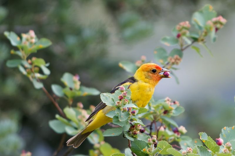 Shrubs And Dense Cover Give Smaller Birds Places To Retreat Shrubs And Dense Cover Give Smaller Birds Places To Retreat