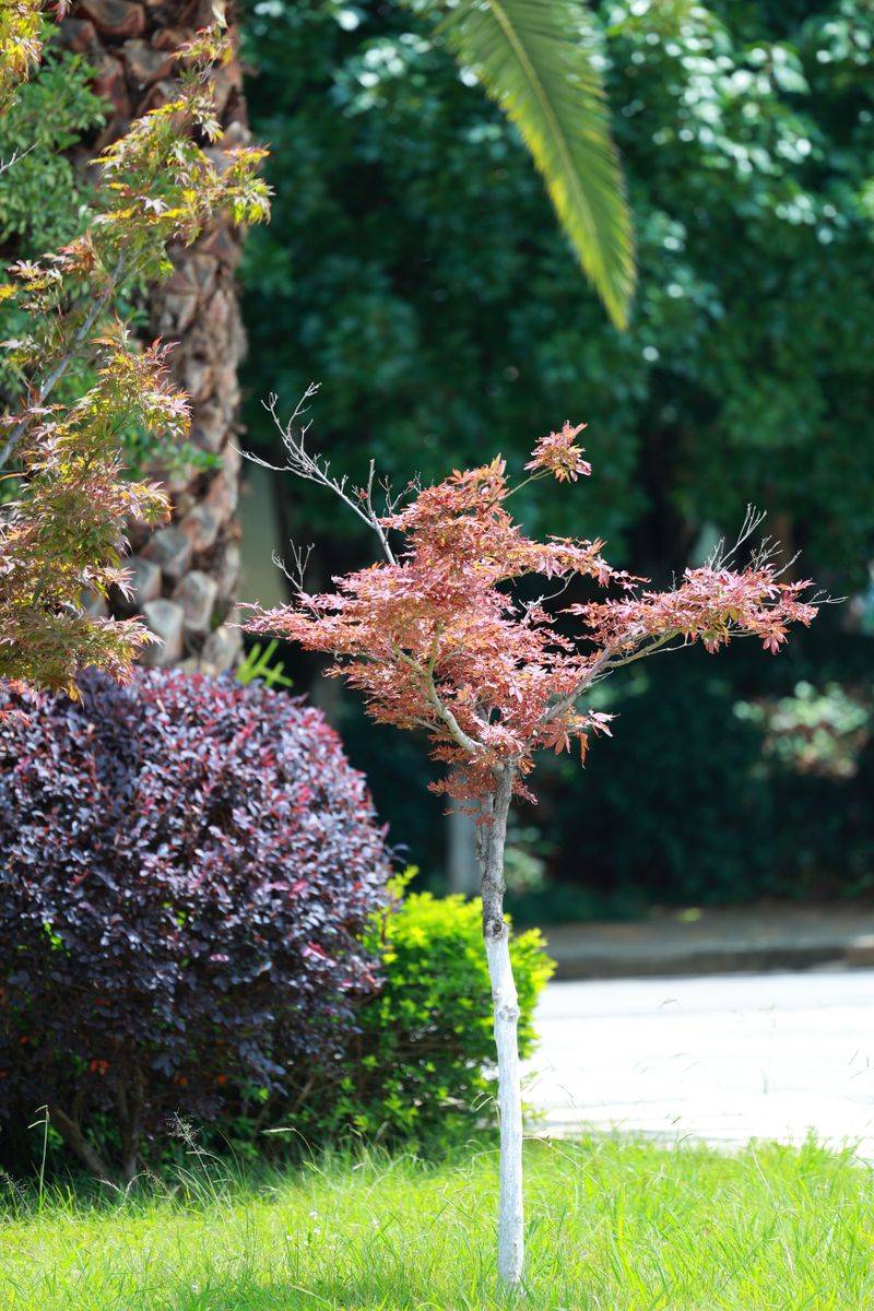 Shrubs And Small Trees Are The Quiet Bargains Shrubs And Small Trees Are The Quiet Bargains