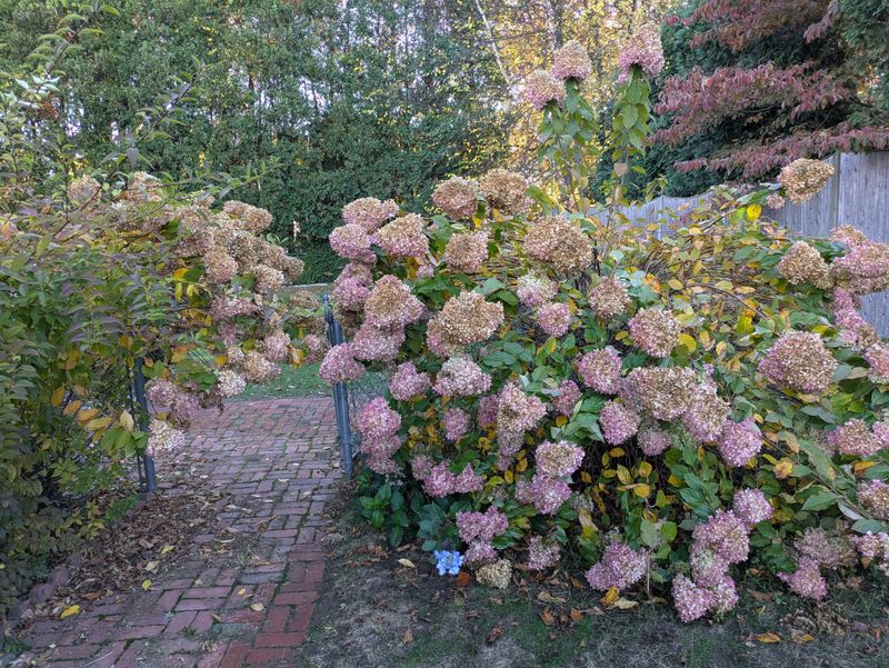 Shrubs Develop Hardier Growth Before Winter Shrubs Develop Hardier Growth Before Winter