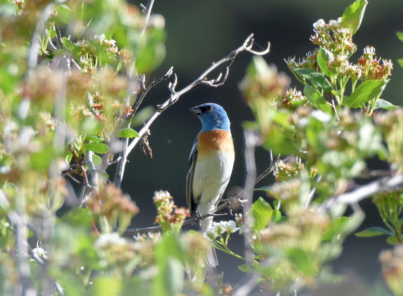 Shrubs Give Migrating Birds Safe Cover