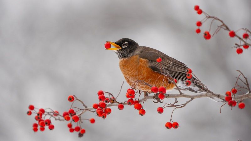 Shrubs With Berries Feed Birds Through Winter Shrubs With Berries Feed Birds Through Winter