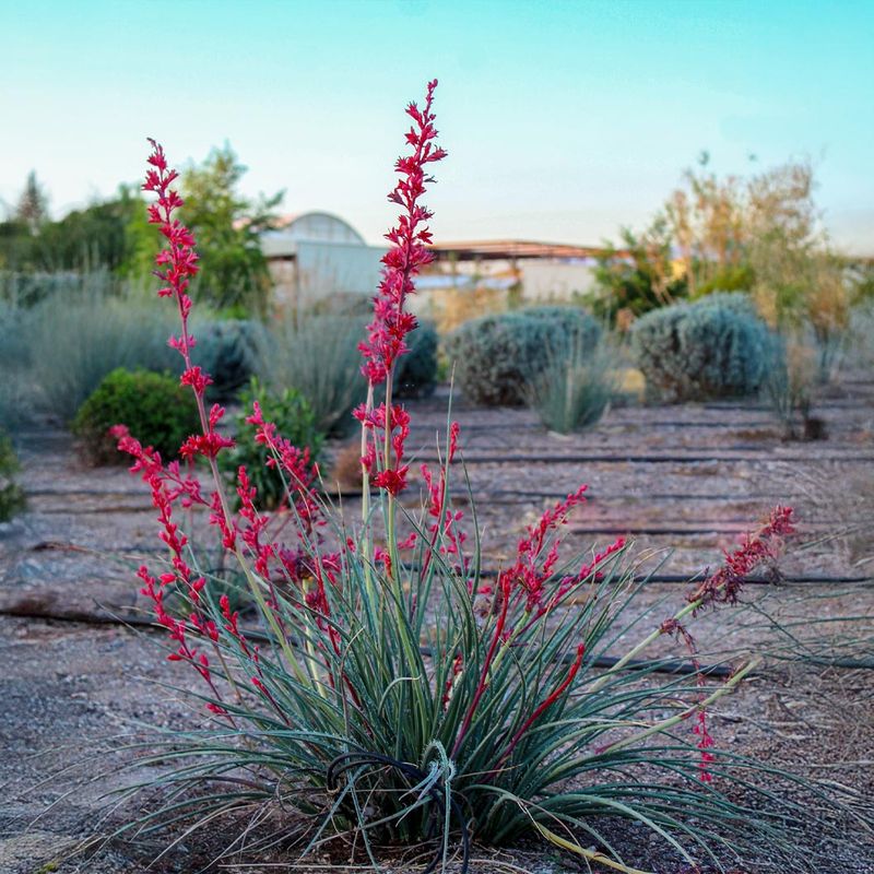 Shrugs Off Bugs And Plant Diseases Shrugs Off Bugs And Plant Diseases