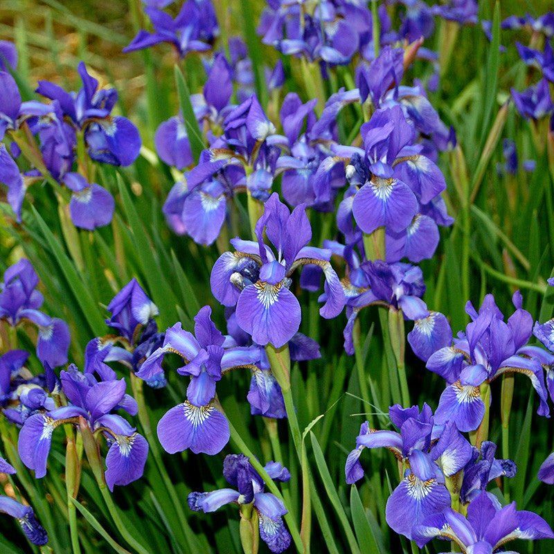 Siberian Iris (Iris sibirica) Siberian Iris (Iris sibirica)