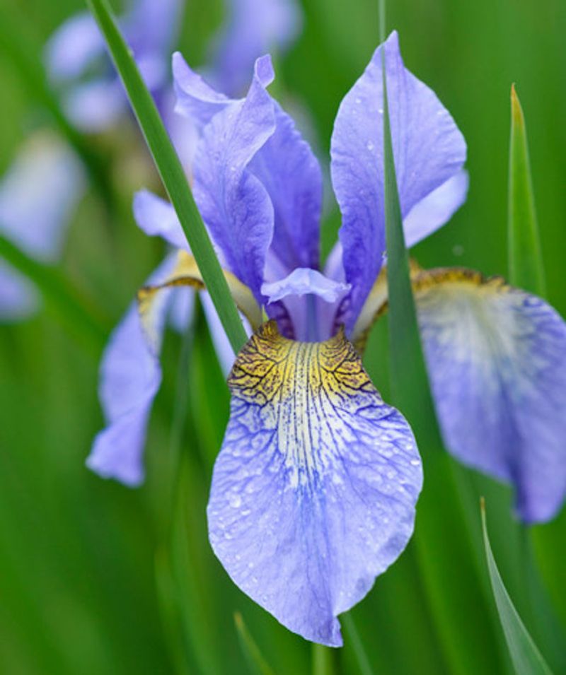 Siberian Iris (Iris sibirica)
