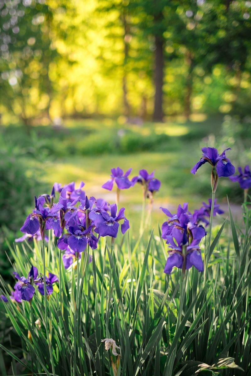 Siberian Irises That Formed Hollow Rings Siberian Irises That Formed Hollow Rings