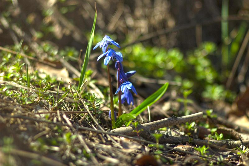 Siberian Squill Brings Electric Blue To Early Spring Siberian Squill Brings Electric Blue To Early Spring