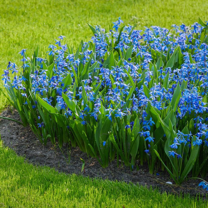 Siberian Squill (Scilla siberica)