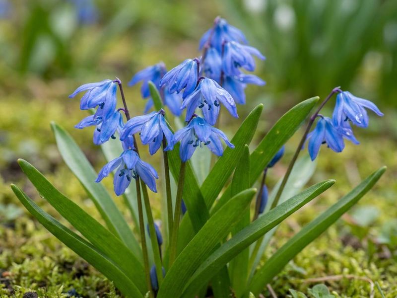 Siberian Squill (Scilla siberica) Siberian Squill (Scilla siberica)