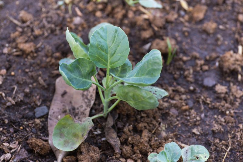 Side-Dressing Helps Feed Growing Collards