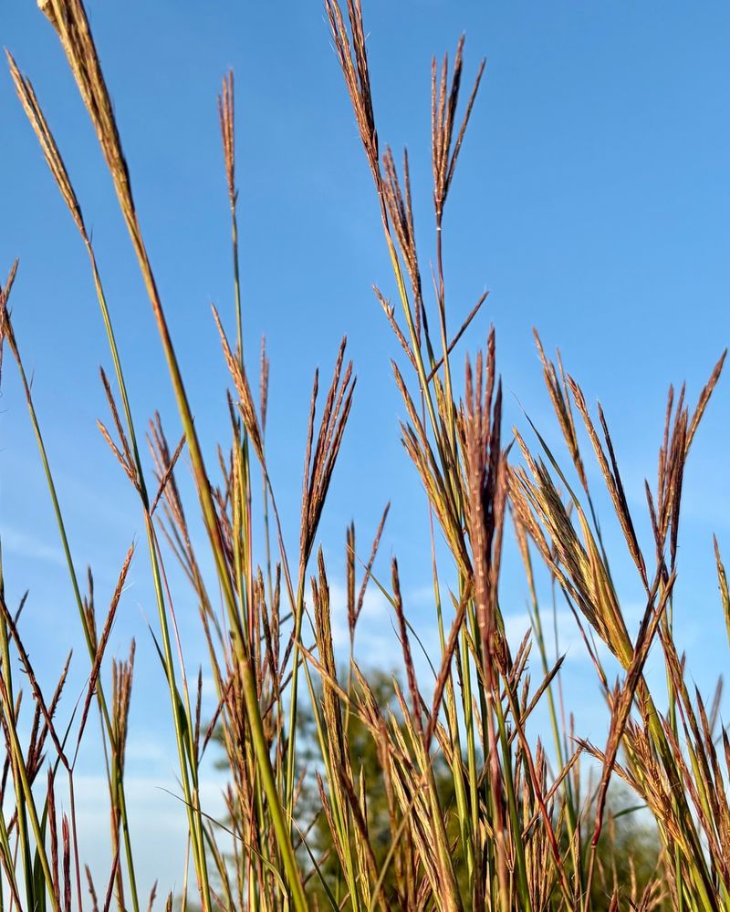 Sideoats Grama Adds Colorful Native Character Sideoats Grama Adds Colorful Native Character