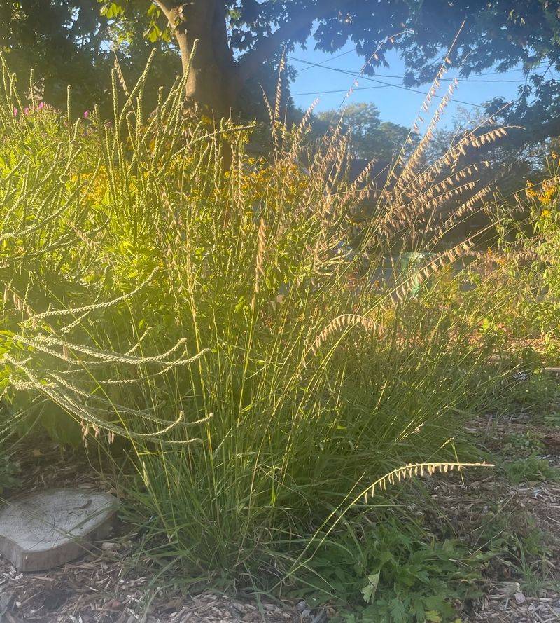 Sideoats Grama Offers Fine Texture In Sunny Beds