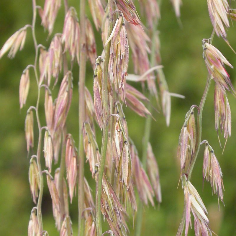 Sideoats Grama Supports Arizona Firefly Prey Base