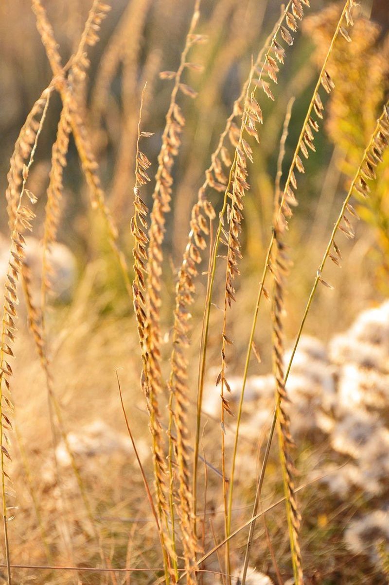 Sideoats Grama