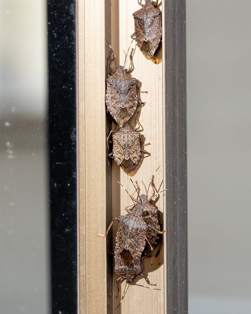 Siding Seams Hiding In Plain Sight