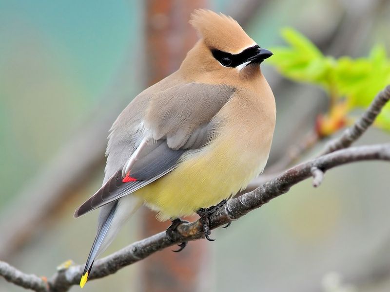 Sightings Shift Year To Year With Food