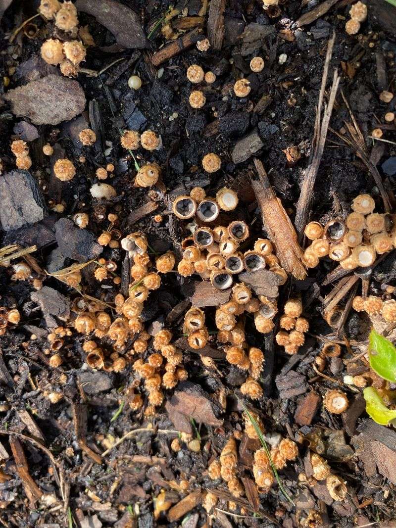 Signaling That Your Mulch Is Still Fresh