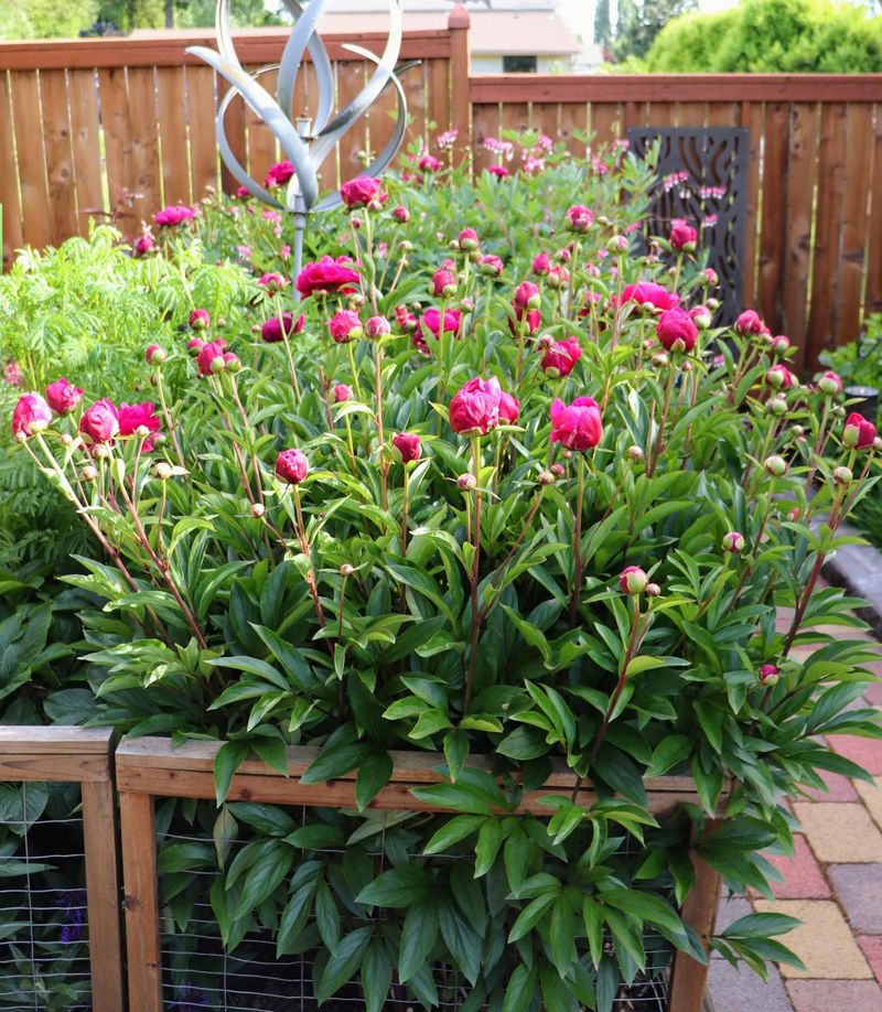 Signs A Clump Has Outgrown Its Spot Signs A Clump Has Outgrown Its Spot