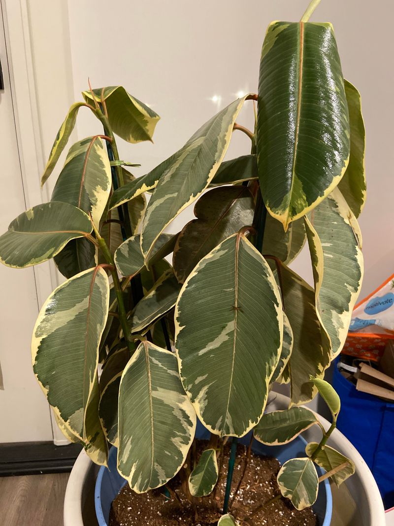 Signs A Plant Is Struggling With The Move Signs A Plant Is Struggling With The Move