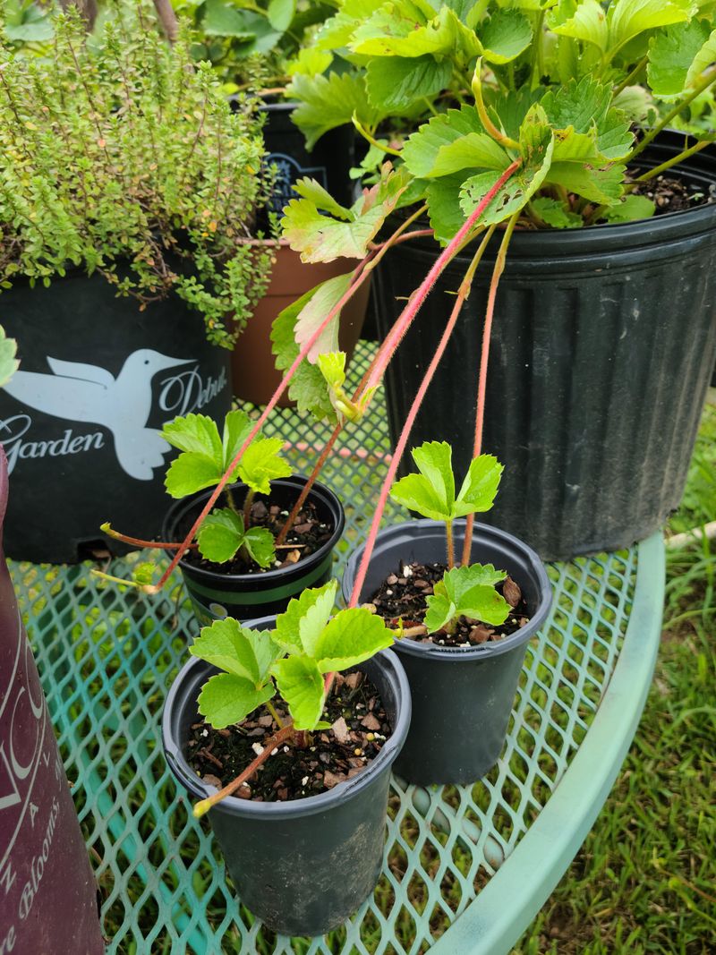 Signs Roots Have Taken Hold Signs Roots Have Taken Hold
