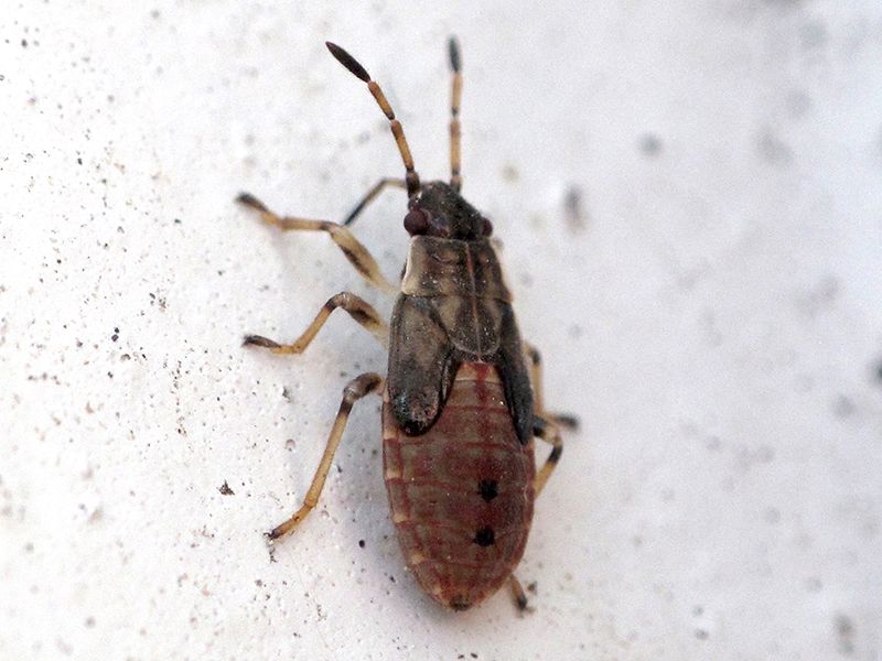 Signs The Insect Has Moved Indoors Signs The Insect Has Moved Indoors