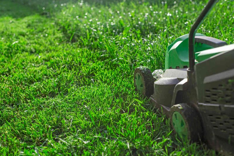 Signs Your Lawn Is Ready For Its Last Cut