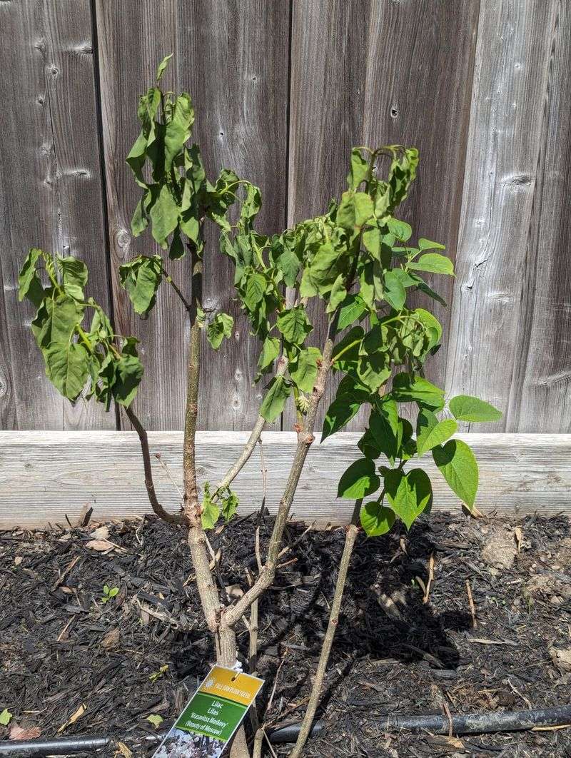 Signs Your Lilac Is Already Asking For Water Signs Your Lilac Is Already Asking For Water