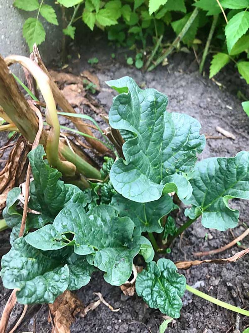Signs Your Rhubarb Is Running Dry Signs Your Rhubarb Is Running Dry