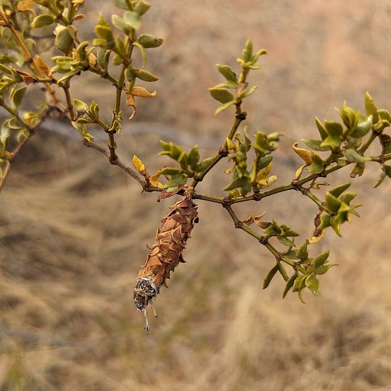 Signs Your Spruce Has Bagworms