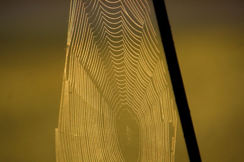 Silk Strong Enough To Trap Small Prey