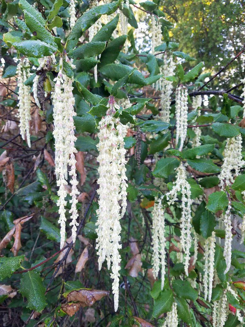 Silk Tassel Adds Winter Interest Few Plants Offer Silk Tassel Adds Winter Interest Few Plants Offer