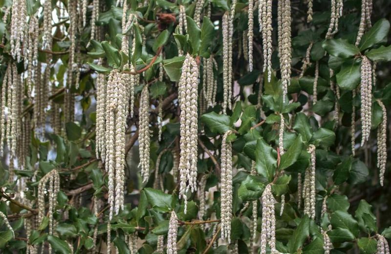 Silk Tassel Silk Tassel