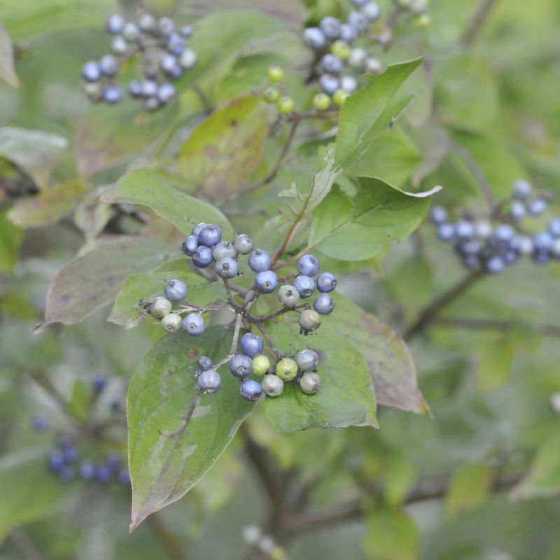 Silky Dogwood Silky Dogwood
