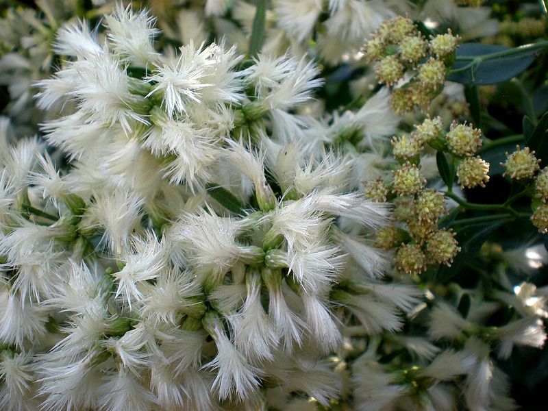 Silky Seed Tufts On Female Shrubs