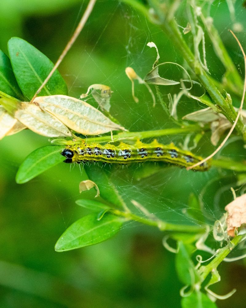 Silky Webbing And Green Pellets Tucked Deep Inside Silky Webbing And Green Pellets Tucked Deep Inside