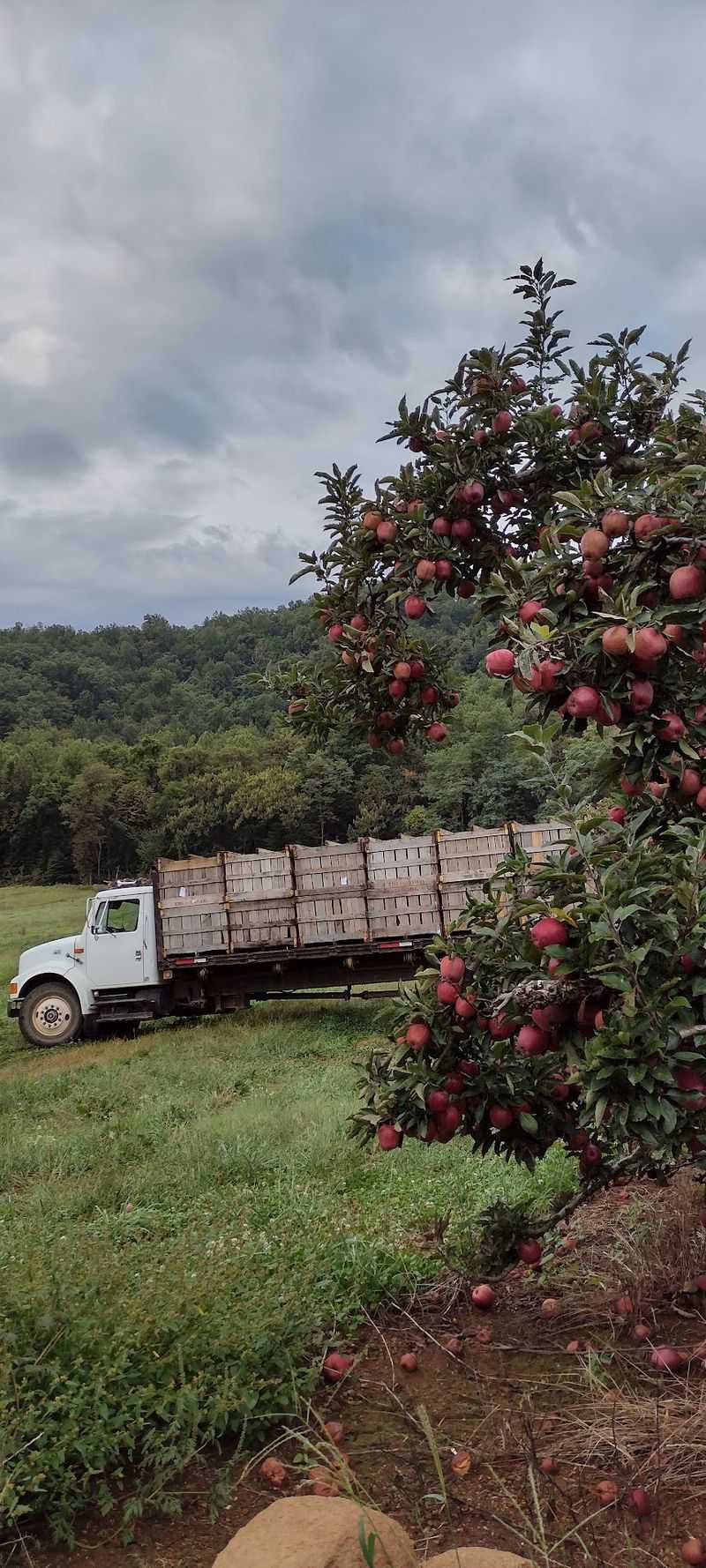 Silver Creek & Seamans' Orchards, Before The Apple Butter Festival Crowds Silver Creek & Seamans' Orchards, Before The Apple Butter Festival Crowds