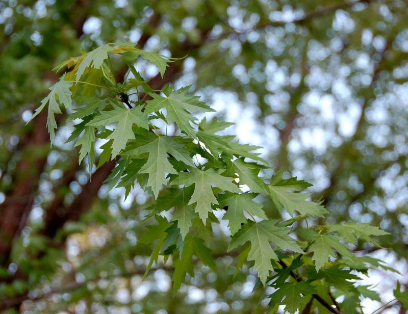 Silver Maple 