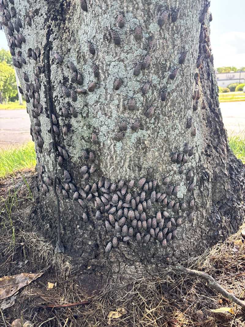 Silver Maple Attracts Late Season Lanternfly Activity Silver Maple Attracts Late Season Lanternfly Activity