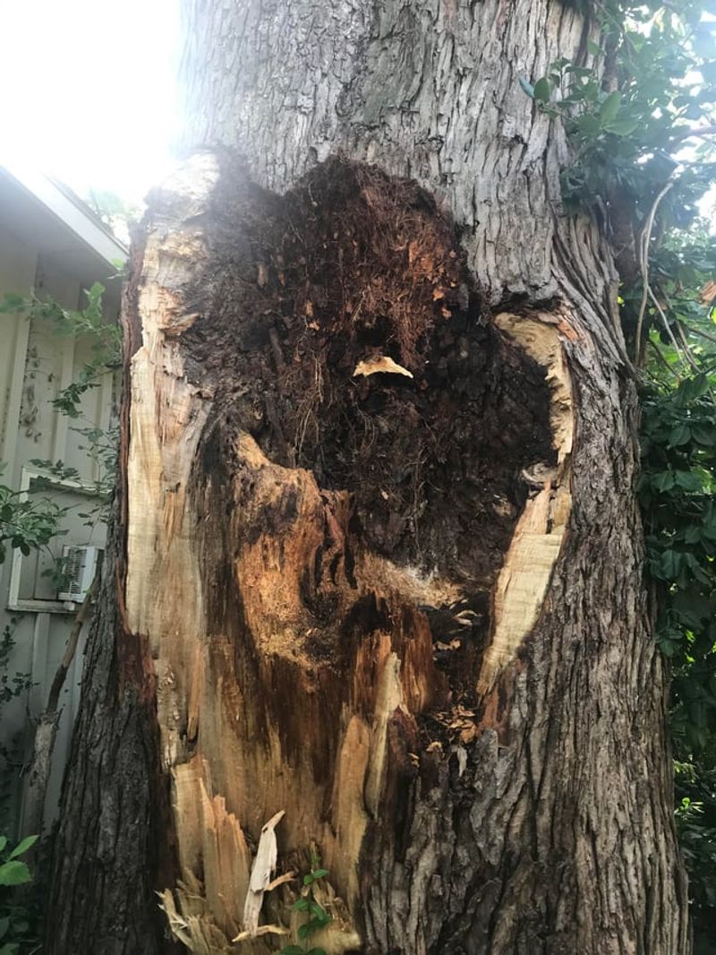 Silver Maple With Brittle Wood